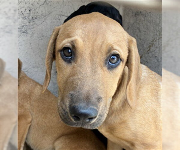 Medium Photo #1 Mutt Puppy For Sale in Oklahoma City, OK, USA