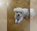 Small Photo #4 Maltese Puppy For Sale in HOUSTON, TX, USA