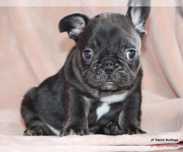Medium Photo #4 French Bulldog Puppy For Sale in WINNSBORO, TX, USA