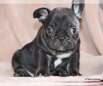 Small #3 French Bulldog