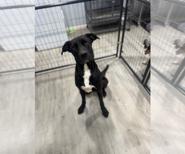 Medium Photo #1 Great Dane-Unknown Mix Puppy For Sale in Oak Bluffs, MA, USA