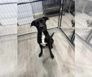 Great Dane-Unknown Mix Dogs for adoption in Oak Bluffs, MA, USA