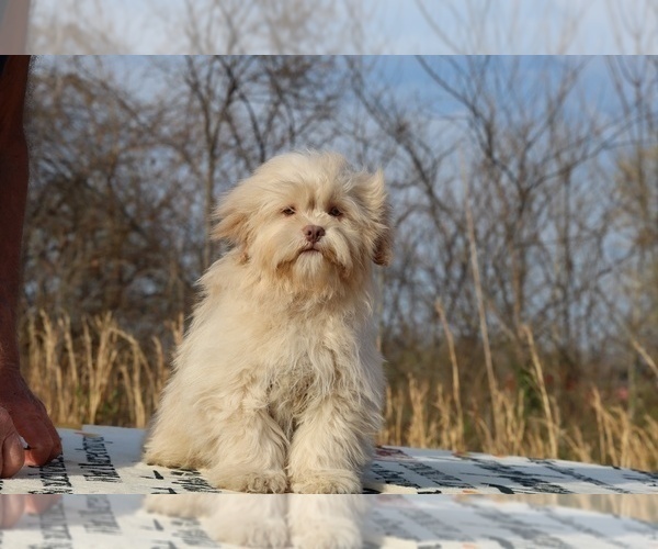 Medium Photo #28 ShihPoo Puppy For Sale in DYERSBURG, TN, USA
