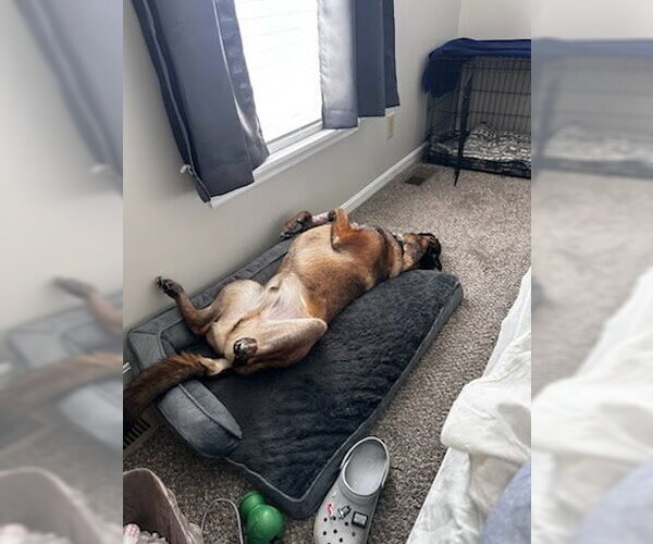 Medium Photo #3 Mutt Puppy For Sale in San Diego, CA, USA