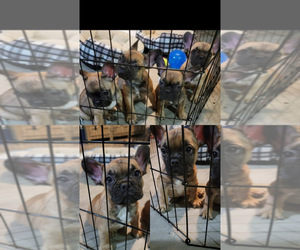 French Bulldog Puppy for sale in SAN DIEGO, CA, USA