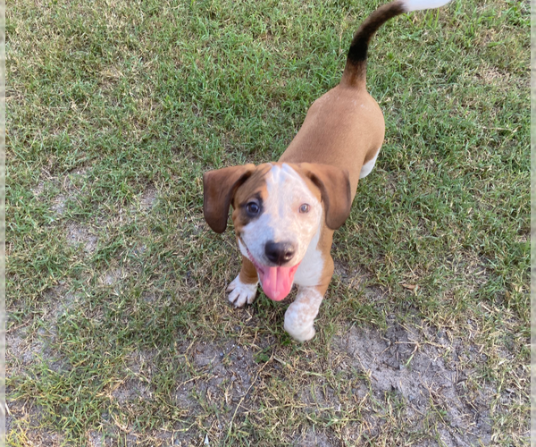 Medium Photo #3 American Pit Bull Terrier-Unknown Mix Puppy For Sale in Holly Springs, NC, USA