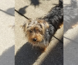 Yorkshire Terrier Puppy for sale in SALEM, MO, USA