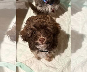 Lhasa-Poo Dogs for adoption in Wakefield, RI, USA
