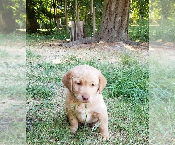 Medium Photo #2 Labrador Retriever Puppy For Sale in OLYMPIA, WA, USA