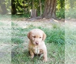 Small #1 Labrador Retriever