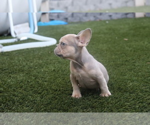 French Bulldog Puppy for sale in SOUTH GATE, CA, USA
