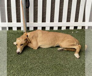 Doberman Pinscher-Unknown Mix Dogs for adoption in Modesto, CA, USA