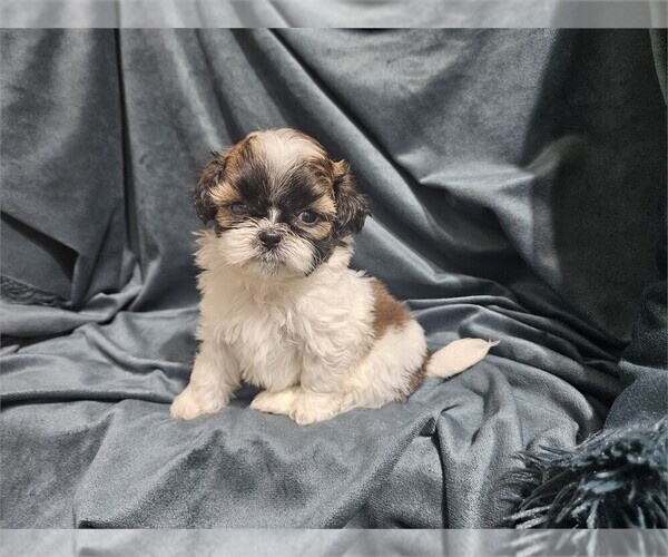 Medium Photo #19 Shih Tzu Puppy For Sale in MIAMI, FL, USA