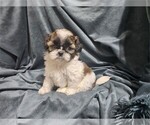 Small #18 Shih Tzu
