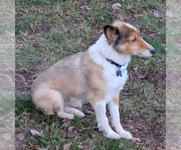 Medium Photo #3 Mutt Puppy For Sale in Dublin, OH, USA