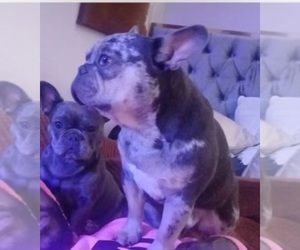 French Bulldog Puppy for sale in ORANGE, NJ, USA