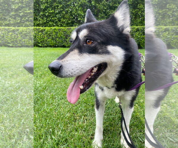 Medium Photo #4 Huskies -Unknown Mix Puppy For Sale in Lake Elsinore, CA, USA