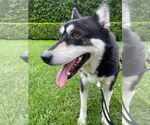 Small #3 Huskies  Mix
