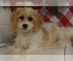 Small Photo #5 Cavachon Puppy For Sale in ELDORADO, OH, USA