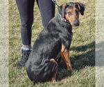 Small #4 Doberman Pinscher-German Shepherd Dog Mix