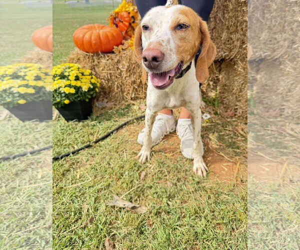 Medium Photo #2 Mutt Puppy For Sale in Rustburg, VA, USA