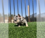 Small #32 French Bulldog