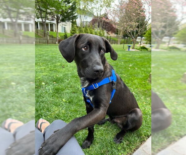 Medium Photo #2 Labrador Retriever-Unknown Mix Puppy For Sale in COLUMBIA, MD, USA