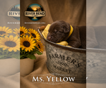 Small #1 Labrador Retriever