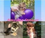 Small Photo #1 Pomeranian Puppy For Sale in CARLINVILLE, IL, USA