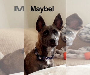Maybel - Female Holland Shepherd-Unknown Mix Dog for Adoption