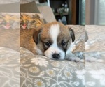 Small #27 Pembroke Welsh Corgi