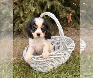 Cavalier King Charles Spaniel-Miniature Bernedoodle Mix Puppy for sale in MIDDLEBURY, IN, USA