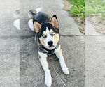 Small #2 Siberian Husky Mix