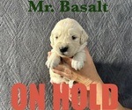 Puppy Basalt English Cream Golden Retriever