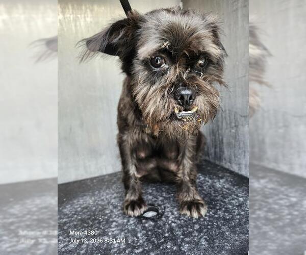 Medium Photo #1 Mutt Puppy For Sale in San Antonio, TX, USA