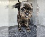 Small Mutt