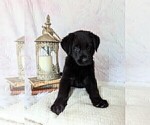 Small Photo #13 Golden Shepherd Puppy For Sale in GREENCASTLE, PA, USA