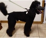 Small Photo #1 Poodle (Standard) Puppy For Sale in SALUDA, SC, USA