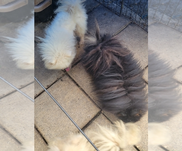 Medium Photo #4 Pomeranian Puppy For Sale in TITUSVILLE, FL, USA