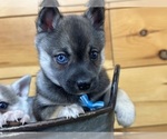 Small #3 Alaskan Klee Kai-Pomeranian Mix