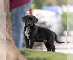 Small #1 Dalmatian-Labrador Retriever Mix