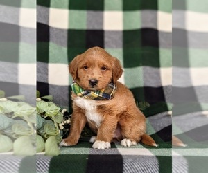 Goldendoodle-Mutt Mix Puppy for sale in KIRKWOOD, PA, USA