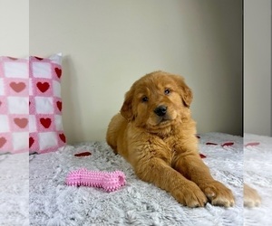 Golden Retriever Puppy for sale in GREENFIELD, IN, USA