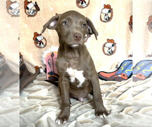 American Pit Bull Terrier-Unknown Mix Dogs for adoption in Wetumpka, AL, USA