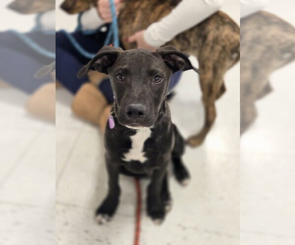 Medium Photo #12 American Pit Bull Terrier-Unknown Mix Puppy For Sale in Minneapolis, MN, USA