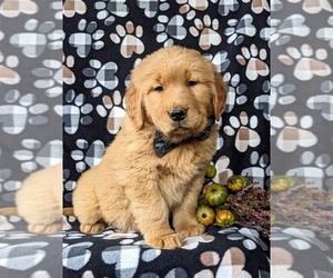 Golden Retriever Puppy for sale in OXFORD, PA, USA
