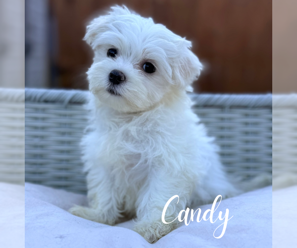 Medium Photo #2 Maltese Puppy For Sale in ADDISON, IL, USA