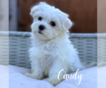 Small #1 Maltese