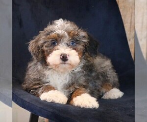 Bernedoodle (Miniature) Puppy for sale in NARVON, PA, USA
