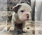 Small Photo #2 English Bulldog Puppy For Sale in SAN DIEGO, CA, USA